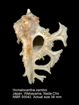 Homalocantha zamboi.jpg - Homalocantha zamboi(Burch & Burch,1960)